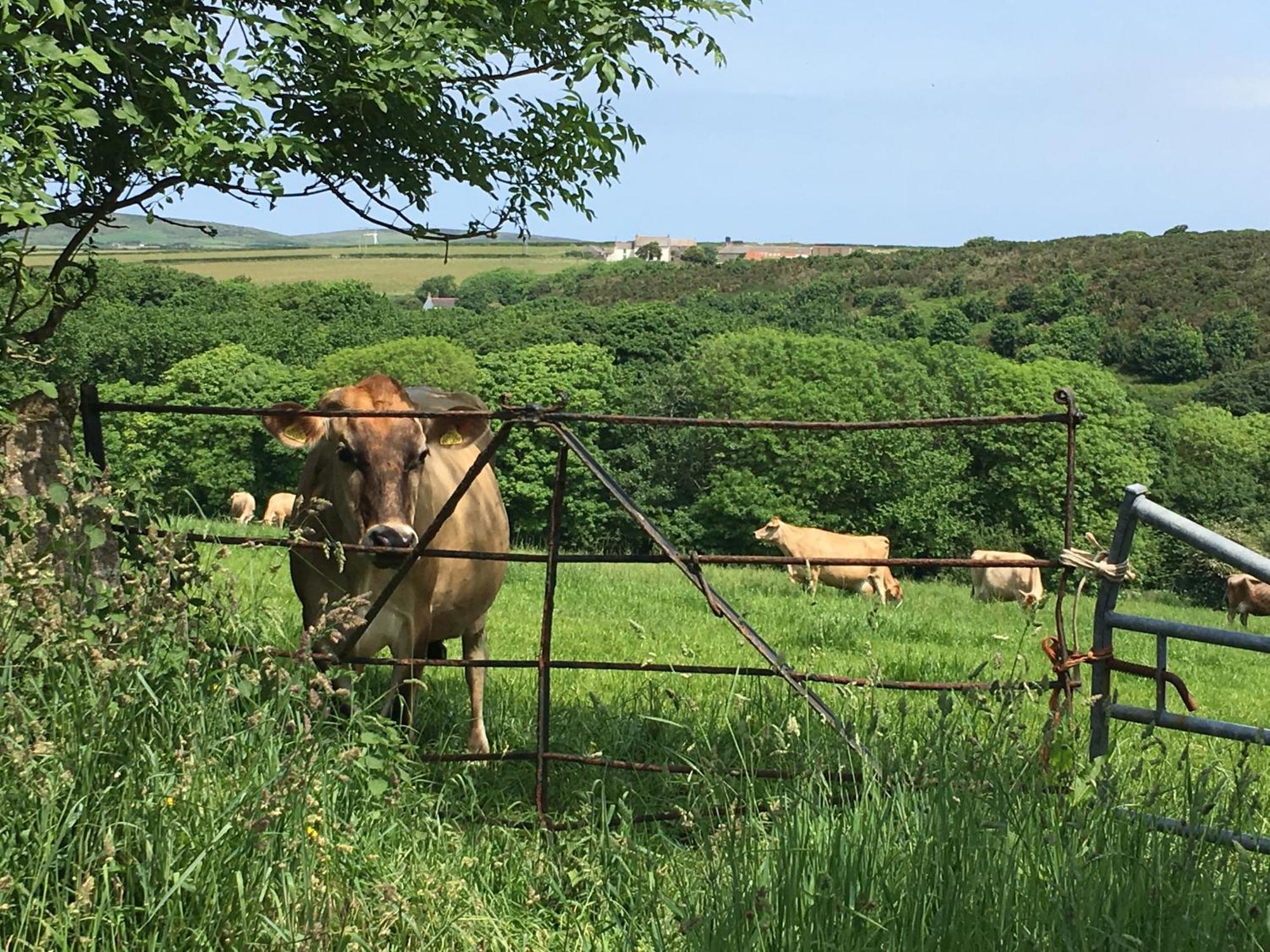 Appartamento Trengothal Barn Porthcurno Esterno foto
