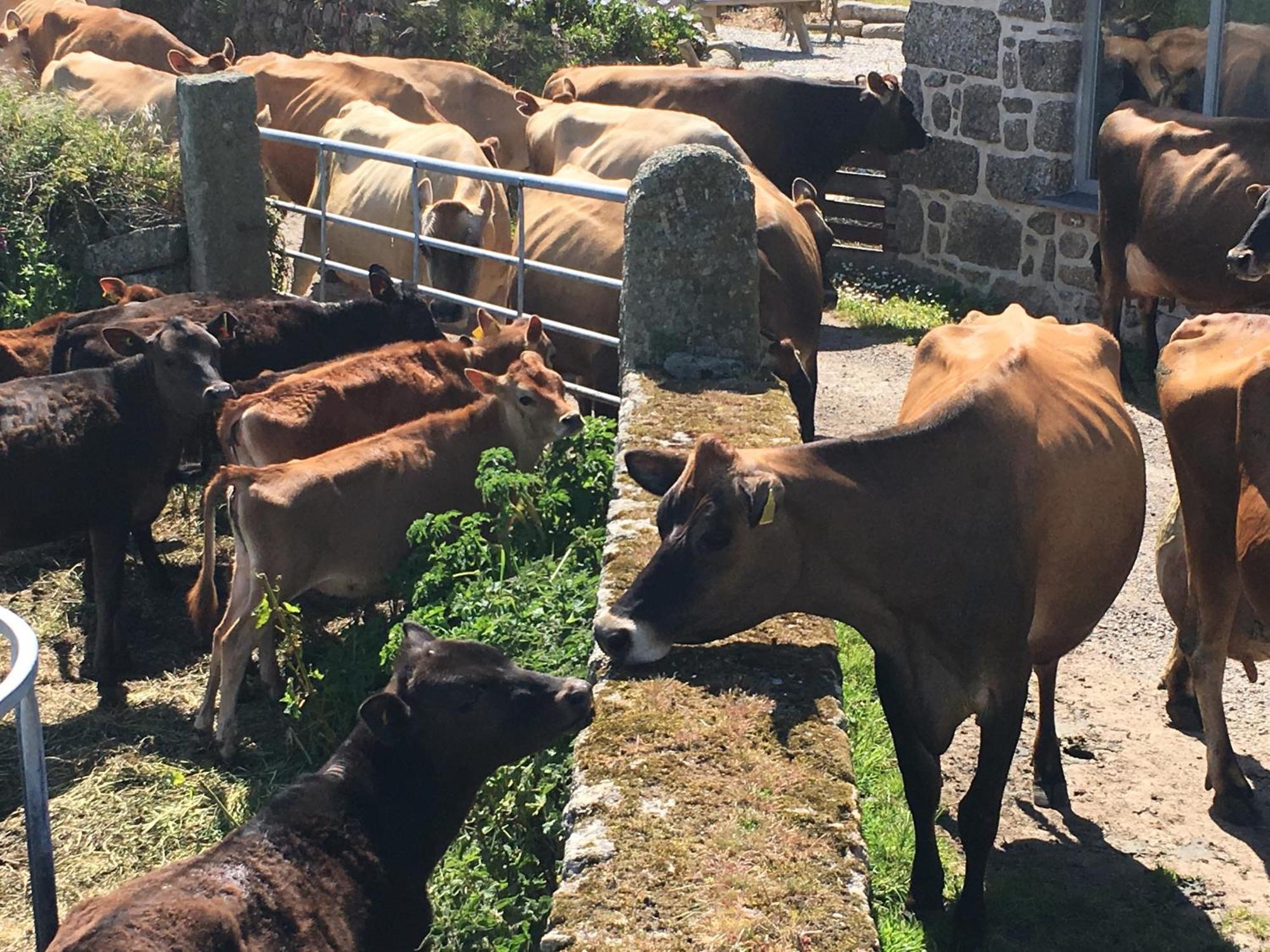 Appartamento Trengothal Barn Porthcurno Esterno foto