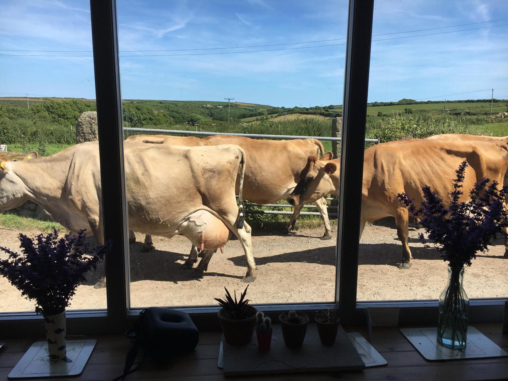 Appartamento Trengothal Barn Porthcurno Esterno foto